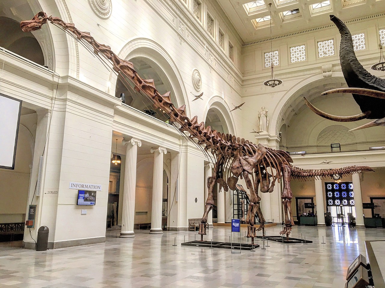 https://commons.wikimedia.org/wiki/File:FMNH_Patagotitan.jpg