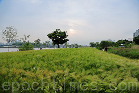 五月中旬的韩国首尔汉江公园（二村洞地区）一望无际的青麦田。（全景林／媒体）