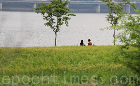 五月中旬的韩国首尔汉江公园（二村洞地区）一望无际的青麦田。（全景林／媒体）