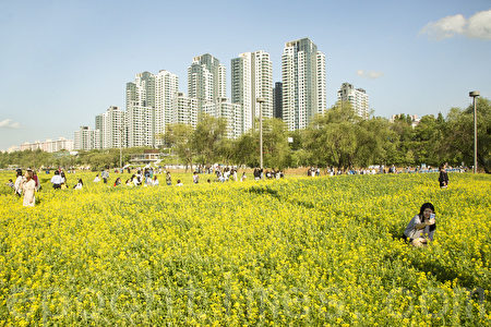 五月中旬的韩国首尔汉江瑞来岛（瑞草区盘浦地区）金黄的油菜花于汉江形成风景如画的美景。（全景林／媒体）