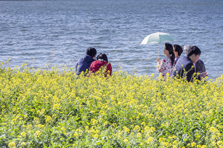 五月中旬的韩国首尔汉江瑞来岛（瑞草区盘浦地区）金黄的油菜花于汉江形成风景如画的美景。（全景林／媒体）