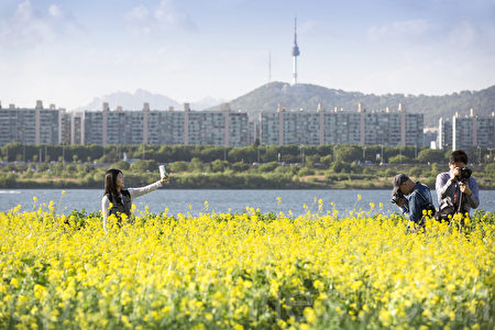 五月中旬的韩国首尔汉江瑞来岛（瑞草区盘浦地区）金黄的油菜花于汉江形成风景如画的美景。（全景林／媒体）