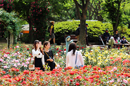 韩国首尔大公园玫瑰花盛开。首尔大公园玫瑰花庆典期间为5月27日至6月11日。(全景林/媒体)