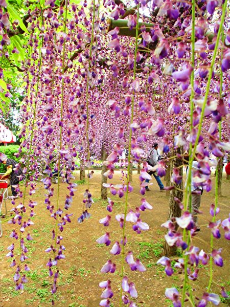 紫藤亮出亮丽的花颜，紫藤花串长如幽帘，颜色、形态、意境皆美，叹造物的神工。（可容／媒体）