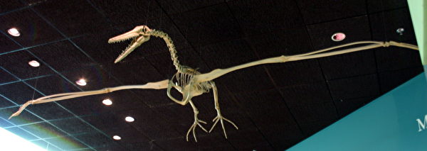 https://commons.wikimedia.org/wiki/File:Pelagornis_miocaenus.jpg